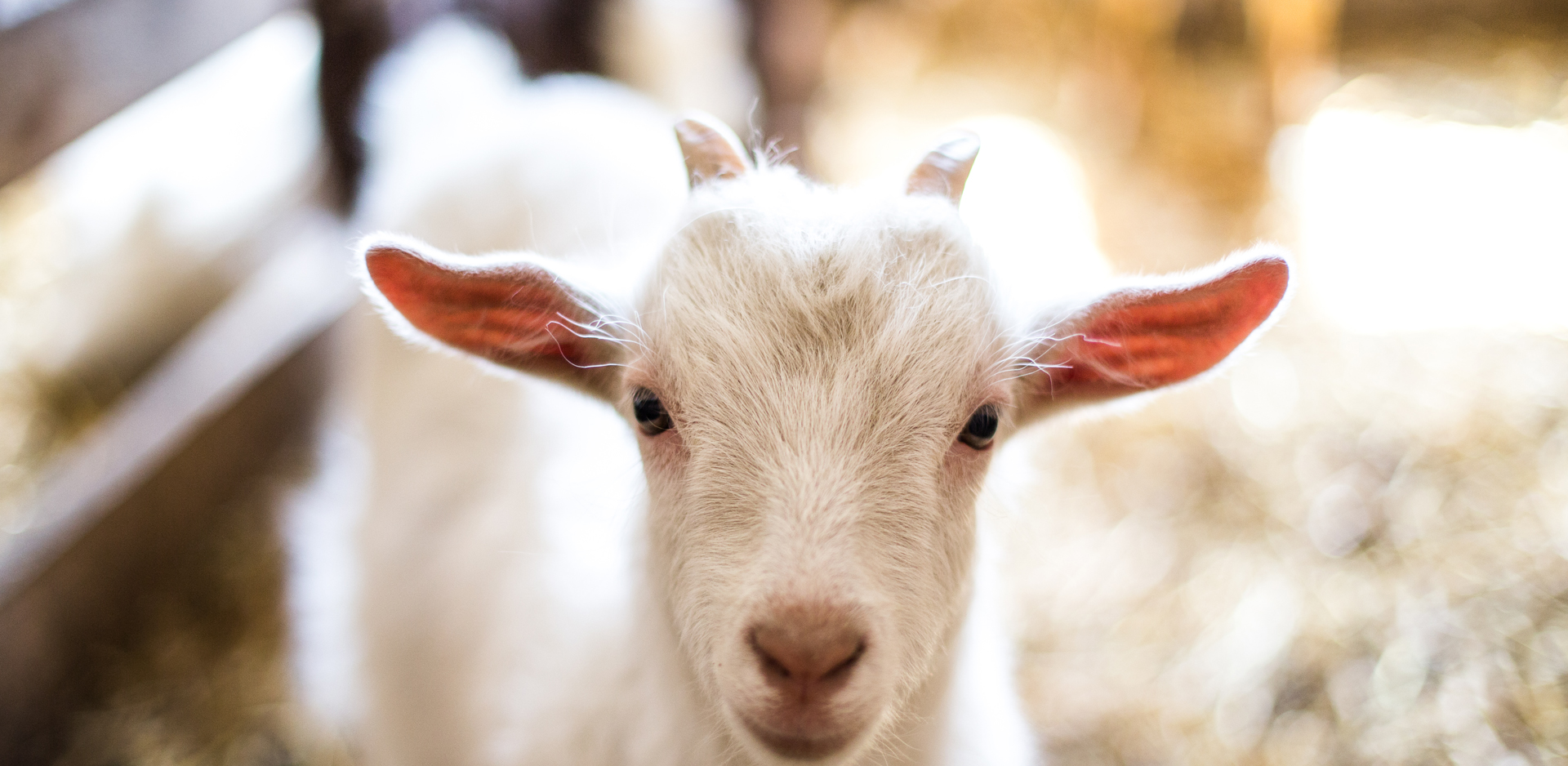 Animaux de ferme Clinique Vétérinaire Coaticook Animaux de ferme Clinique Vétérinaire Coaticook