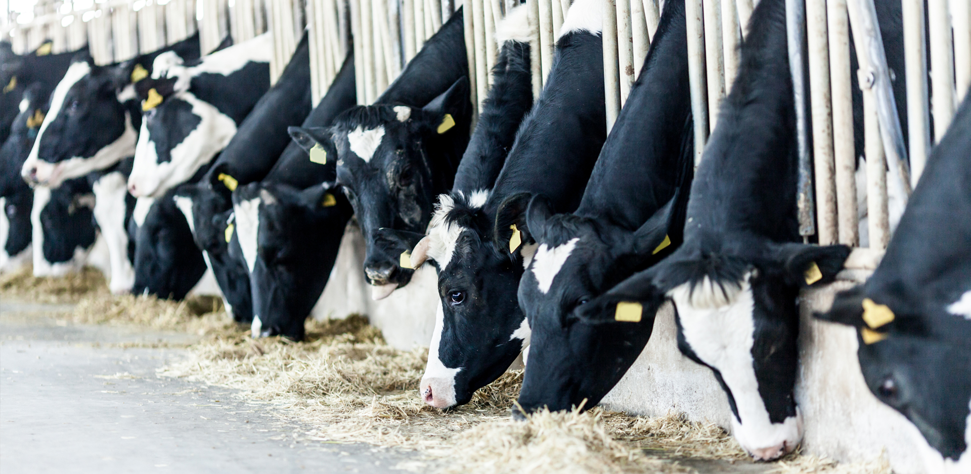 Animaux de ferme Clinique Vétérinaire Coaticook Animaux de ferme Clinique Vétérinaire Coaticook