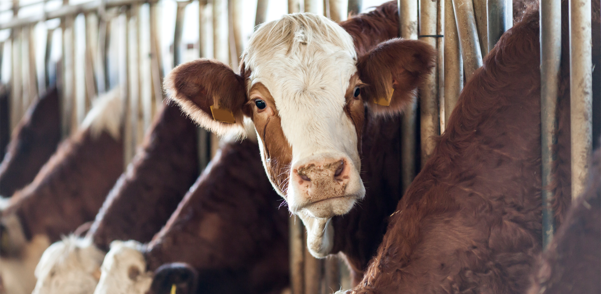 Animaux de ferme Clinique Vétérinaire Coaticook Animaux de ferme Clinique Vétérinaire Coaticook